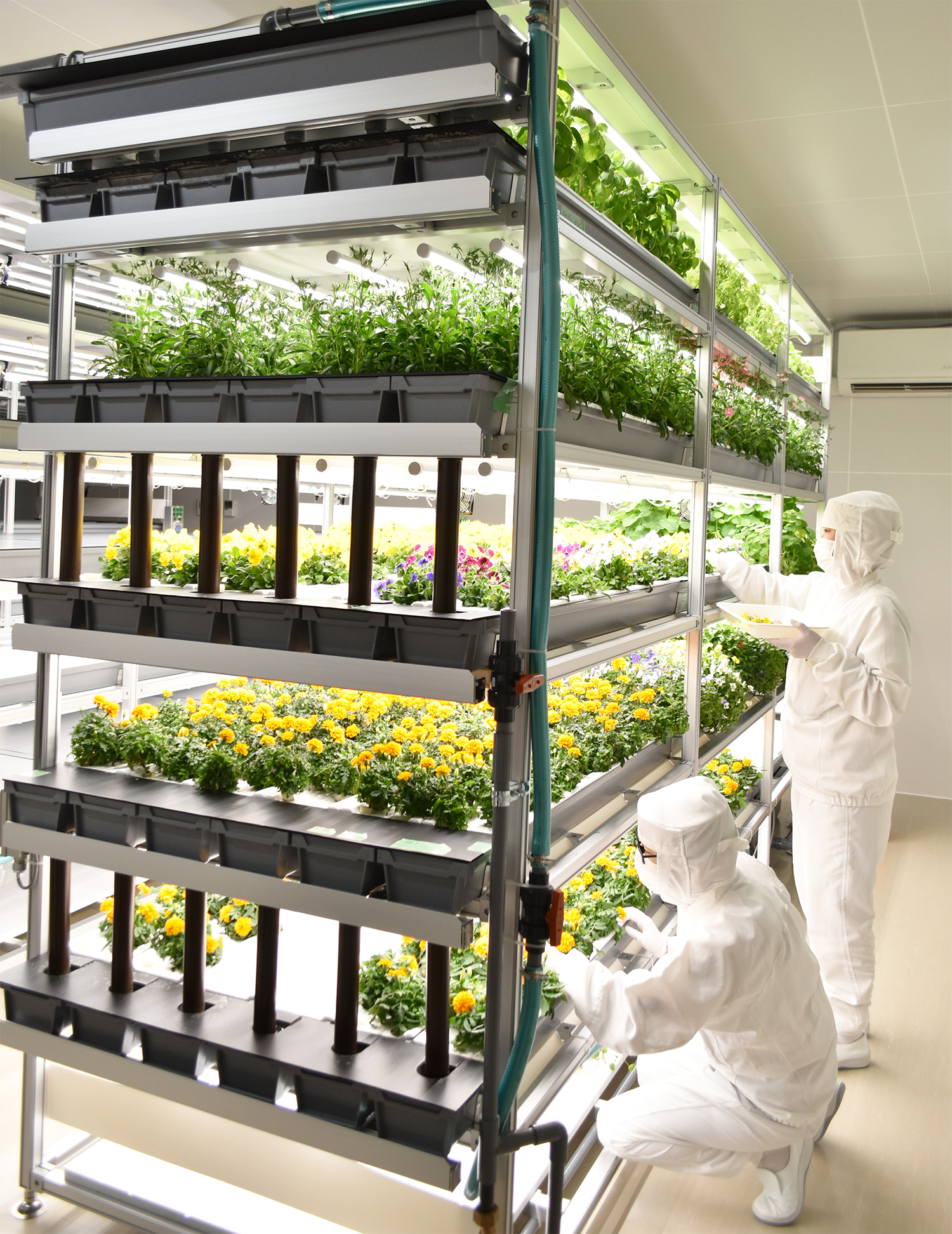 完全閉鎖型植物工場『ロキテクノファーム』